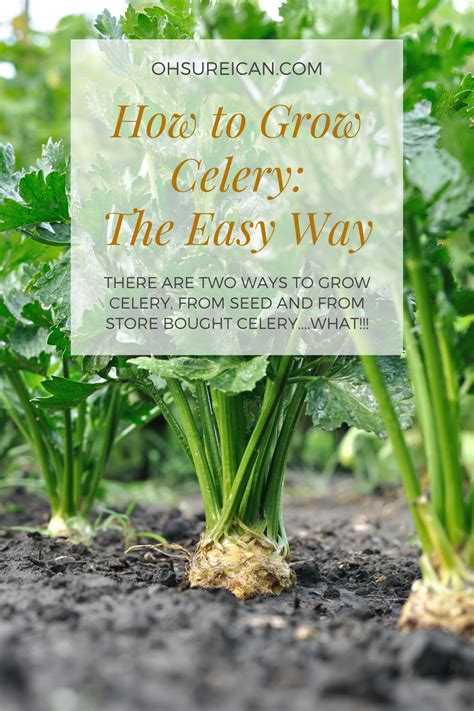 How To Grow Celery The Easy Way Oh Sure I Can Homestead Growing