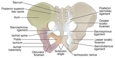 The hip bones (ossa cosarum) meet at the pelvic symphysis ventrally, and articulate with the sacrum dorsally. The Pelvic Girdle and Pelvis | Anatomy and Physiology I
