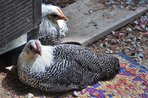 Egyptian Fayoumi Chicken Breed Profile Backyard Poultry