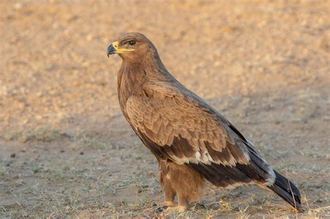 Steppe Eagle Aquila Nipalensis Desert National Park Rajasthan India