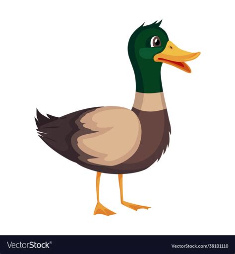 Mother Or Male Mallard Duck Cute Cartoon Bird Vector Image