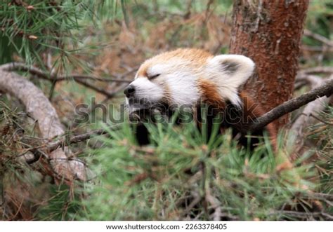 Head Red Panda Hiding Tree Stock Photo 2263378405 Shutterstock