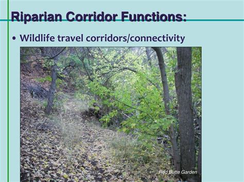 Here you find 7 meanings of the word riparian habitat. PPT - SALT LAKE CITY DEPARTMENT OF PUBLIC UTILITIES Red ...