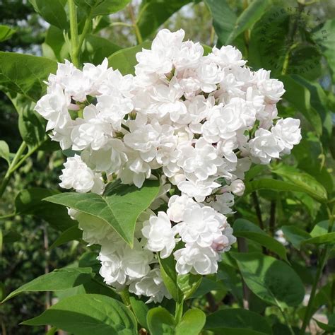 Syringa Vulgaris Beauty Of Moscow White Flowering Lilac Trees