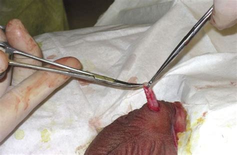 Sure, the makers of electric body groomers will tell you that their products can be used on your bits but in reality. The Snip, Part 2 - Dan Q