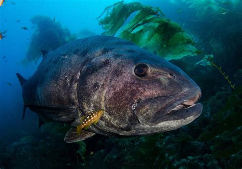 Giant Sea Bass Caught