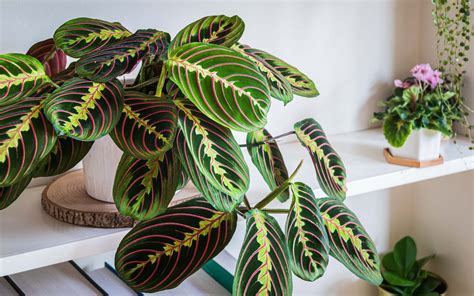 Prayer Plants Buying And Growing Guide