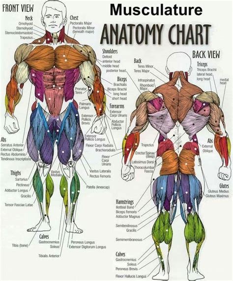 Muscles Muscle Anatomy Muscle Diagram Human Anatomy And Physiology Images
