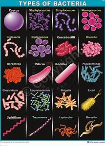 Types Of Bacteria Chart At Rs 320 Piece ब य ल ज कल च र ट In Hyderabad