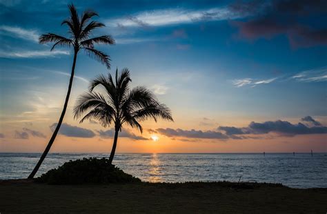 Wallpaper Palm Beach Sunset Sea Hd Widescreen High Definition