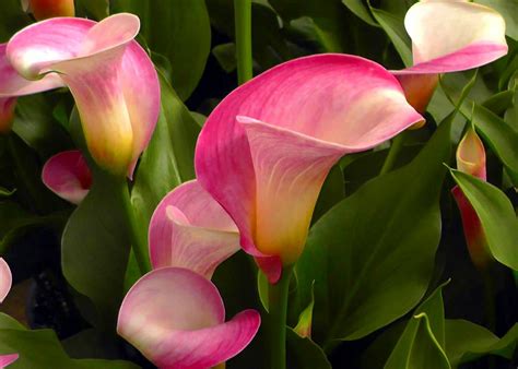 Super Gem Calla Lily 2 Bulbs Hot Pink Blooms 16 18 Cm Bulbs