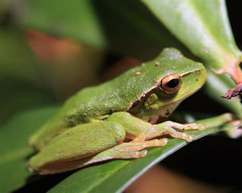 Leaf Green Tree Frog Facts and Pictures