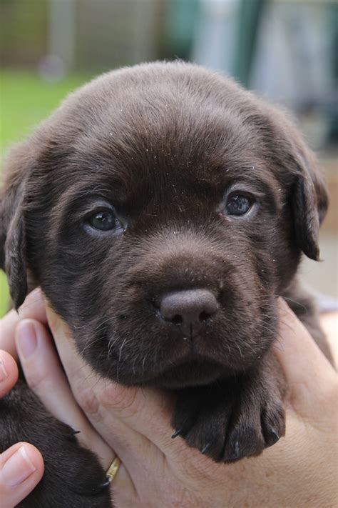 Just About Perfect 4 Week Old Chocolate Labrador Chocolate Lab