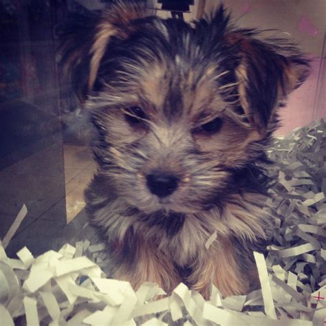 Heart melts Heart Melting, Precious, Dogs, Animals, Animales, Animaux