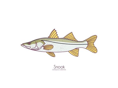 Snook Digital Art By Kevin Putman Fine Art America