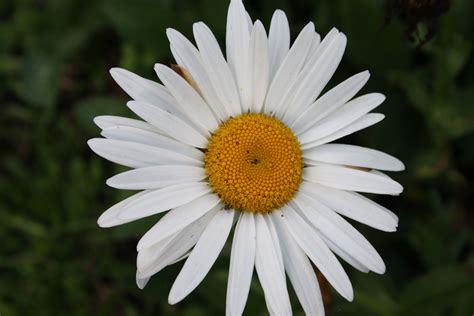 Flor Margarita | Naturaleza, Mejores fotos
