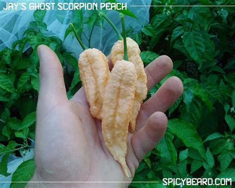 Jay S Ghost Scorpion Peach Capsicum Chinense Semi Puri