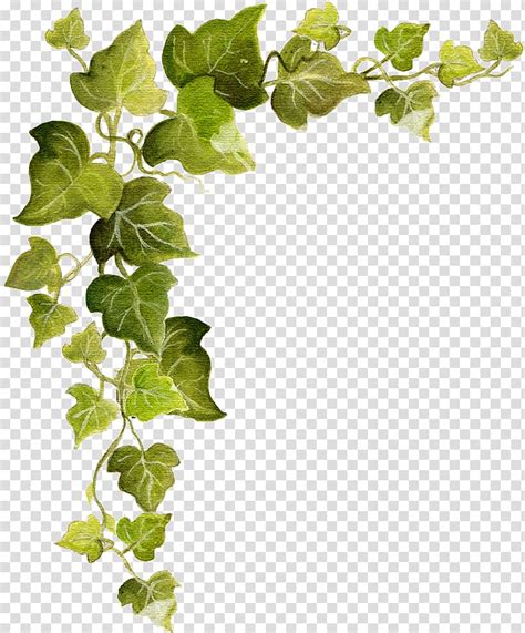 Green Leaf Vine Common Ivy Vine Ivy Transparent Background Png