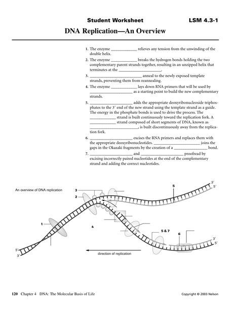 Start studying dna structure and replication pogil. Dna Replication Worksheet | db-excel.com