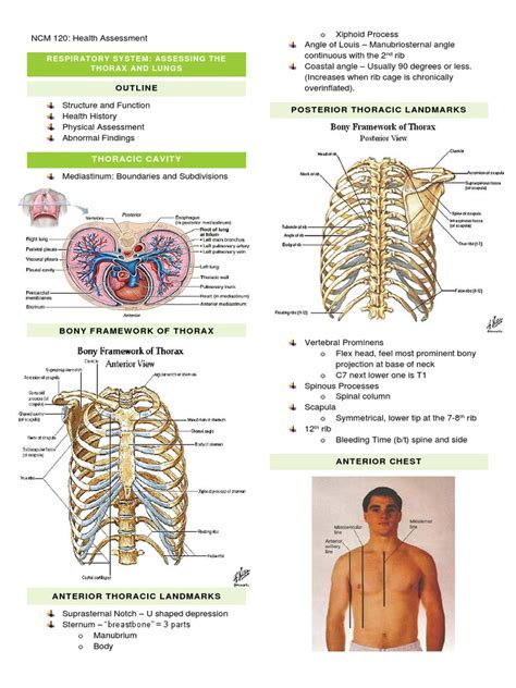 Respiratory System Assessing The Thorax And Lungs Pdf Lung Thorax