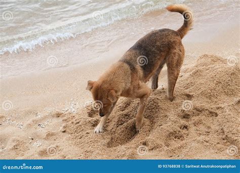 Dogs Are Digging Stock Photo Image Of Delightful Behavior 93768838