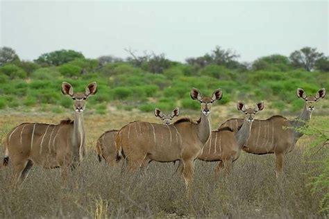 Deviantart is the world's largest online social community for artists and art enthusiasts, allowing people to connect through the creation and sharing. African Kudu skull and horns