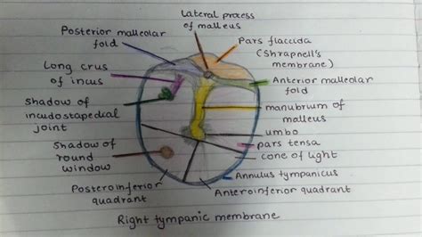Draw The Tympanic Membrane With Me Youtube