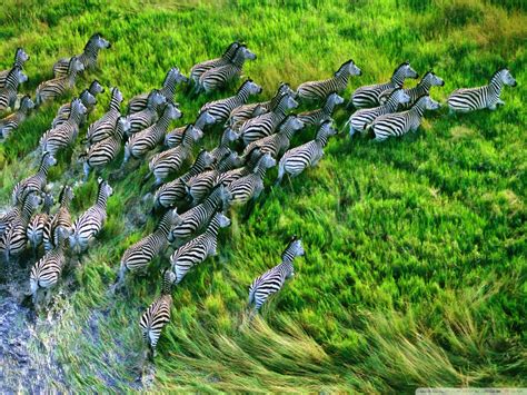 Top 20 Most Cute And Dashing Zebra Wallpapers In HD