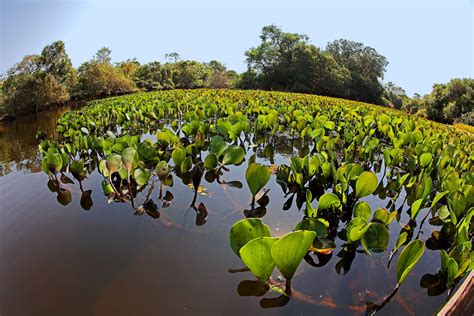 Áreas úmidas São Essenciais Para A Biodiversidade Ecoa