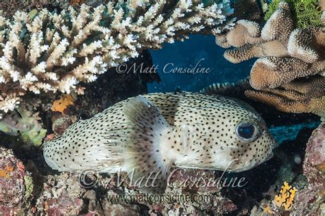 Little Puffer Fish Great Barrier Reef Matt Considine
