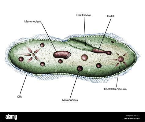 Paramecium Cell Diagram