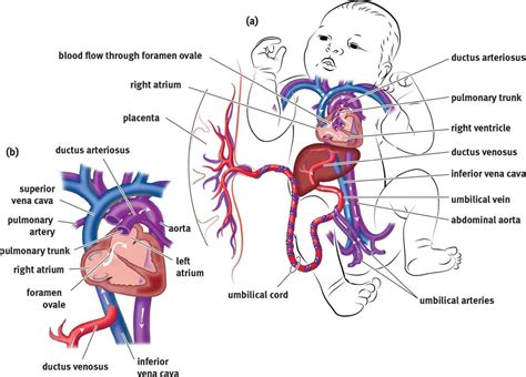 Circulação Fetal E Neonatal Sololearn