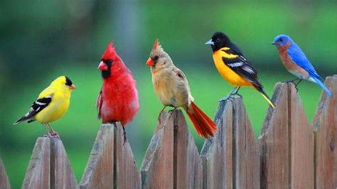 Five Different Colored Birds Cardinal Birds Red Birds Colorful Birds