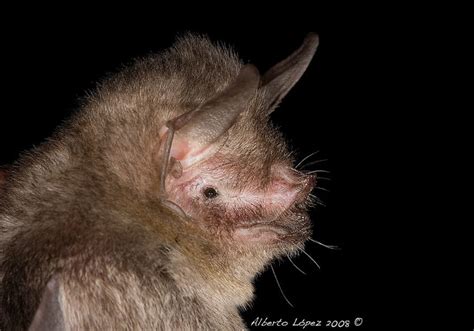 Sooty Mustached Bat Flickr Photo Sharing