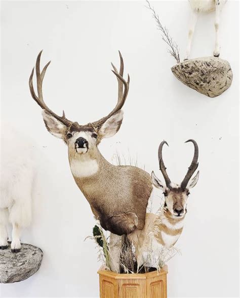 Taxidermy Stehlings Taxidermy Planet Jefferson Wis