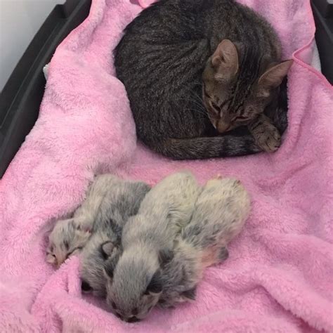 Shelter Cat Gets Help For Her Newborn Kittens When Someone Saves Them Just In Time Love Meow