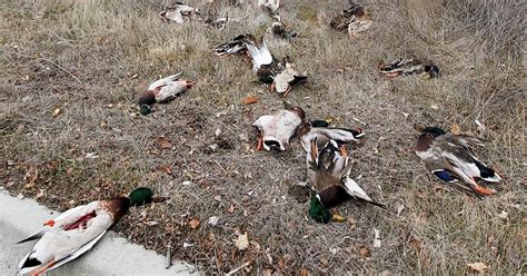 Dumping Of 34 Dead Ducks Investigated In Idaho