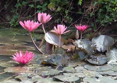 Plants Found In Lakes And Ponds Hunker