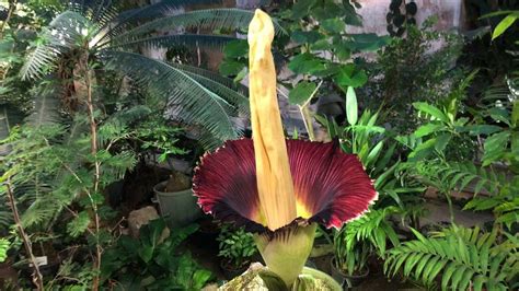 Die inhaltsstoffe dieser pflanze haben eine abführende und. Blühender Titanwurz lockt Besucher in Botanischen Garten ...