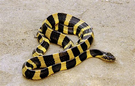 9 Of The Worlds Deadliest Snakes Britannica