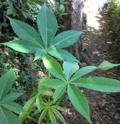 Tipe tulang daun menjari menampilkan susunan daun seperti jari jari tangan dari ujung tangkai daun lalu. 19 Contoh Tulang Daun Menjari dan Foto/Gambarnya - Website ...