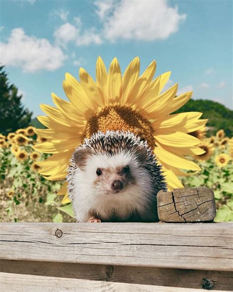 Cute Hedgehog And Sunflower Cute Hedgehogs Cute Little Animals