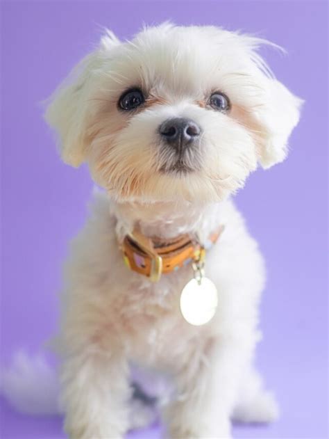 Top 7 Hypoallergenic Dogs That Dont Shed Nomadveganeats