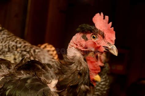 Transylvanian Naked Neck Rooster Stock Image Image Of Cockerel