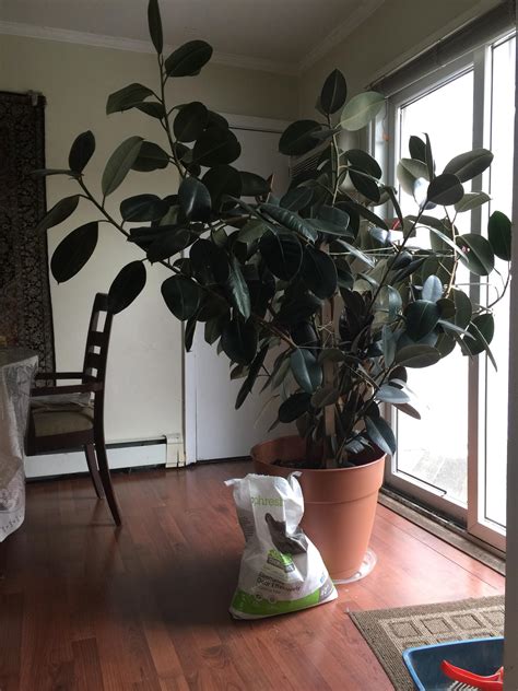 Heres My 6 Year Old Rubber Plant Rindoorgarden