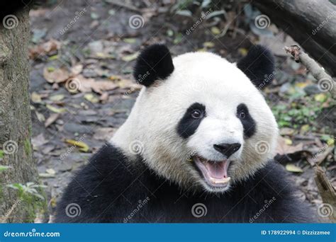 Cute Giant Panda In China Stock Photo Image Of Black 178922994