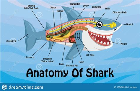 Anatomy Of Shark Cartoon Design Vector Illustration Stock Vector