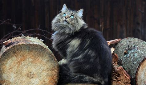 Turkish Angora Vs Norwegian Forest Cat