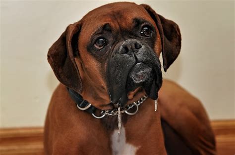 10 Best Red Dogs By Breed In 2021 Doggowner