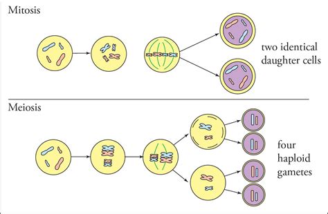 Mitotic Cell Division What Is Mitosis What Is Meiosis